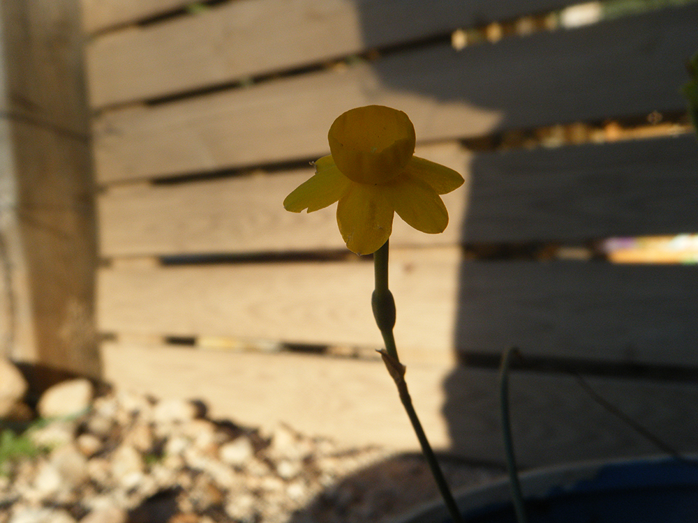 Narcisus assoanus